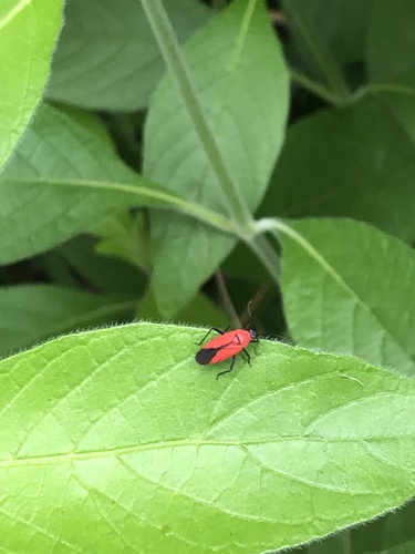 Scarlet Mountain Laurel Mirid photo 5