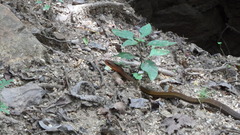 Mastigodryas melanolomus