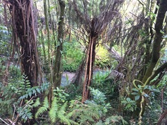 Parsonsia heterophylla