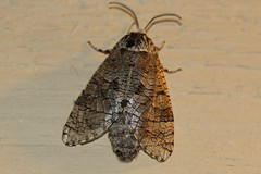 Prionoxystus macmurtrei