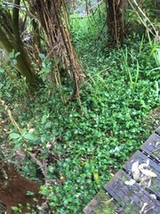 Parsonsia heterophylla