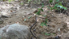 Mastigodryas melanolomus