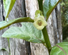 Drymonia macrophylla image