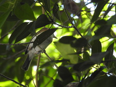 Vireo bairdi