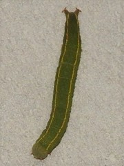 Panopoda