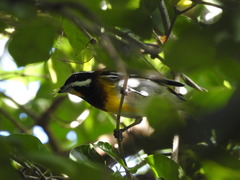 Spindalis zena benedicti