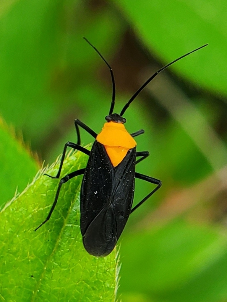 Prepops insitivus