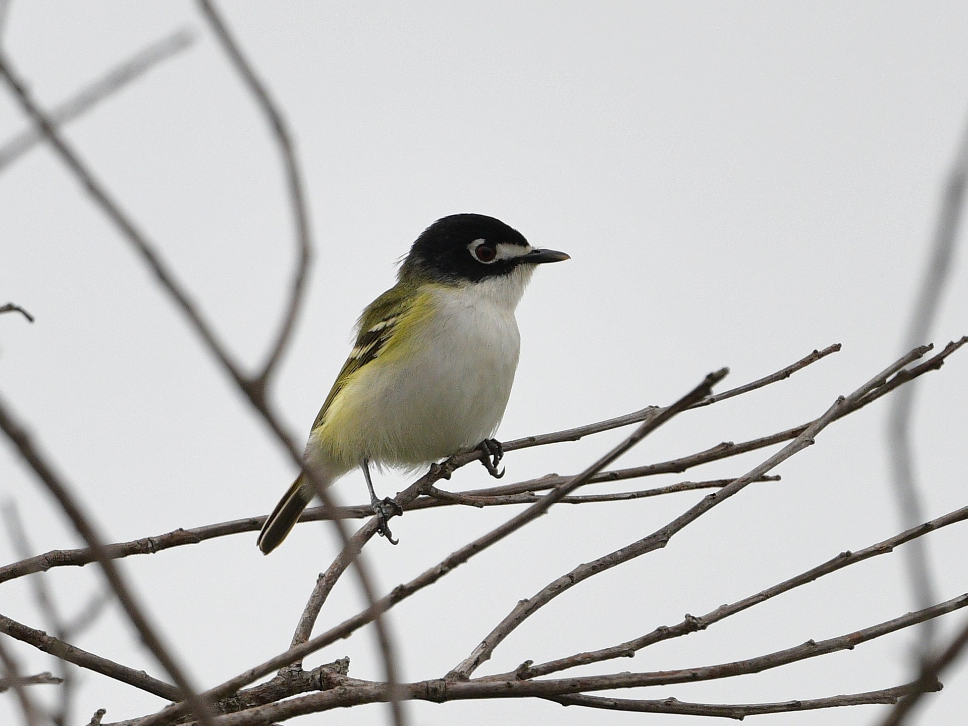 Vireo atricapilla Woodhouse, 1852