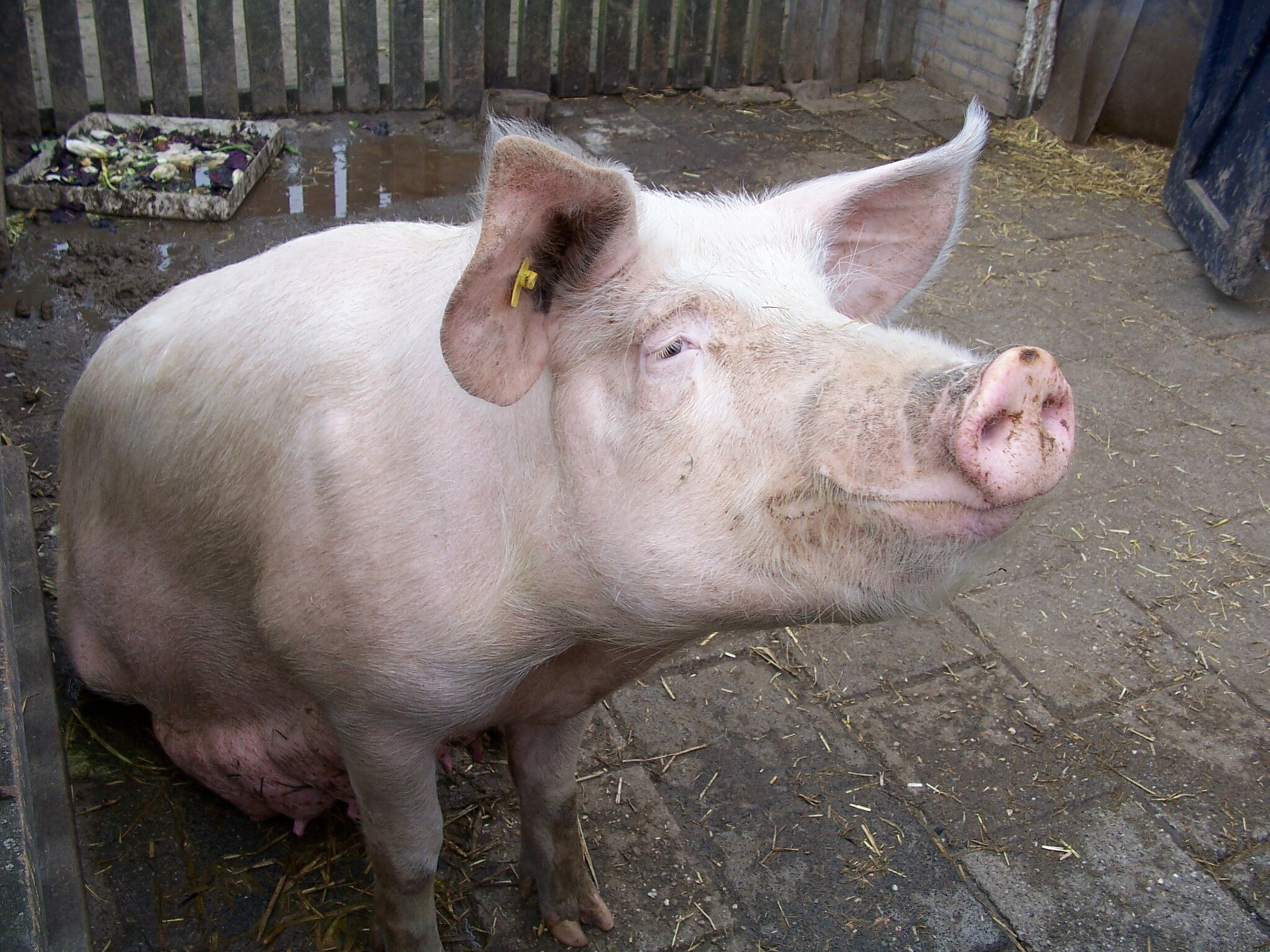 Sus Scrofa Domesticus, Amogus Wiki