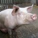 Domestic Pig - Photo 
Steven Lek, no known copyright restrictions (public domain)