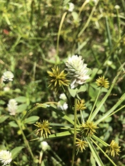 Gomphrenoideae