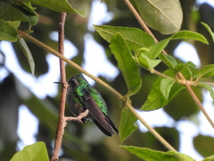 Cynanthus forficatus