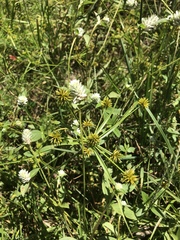 Gomphrenoideae