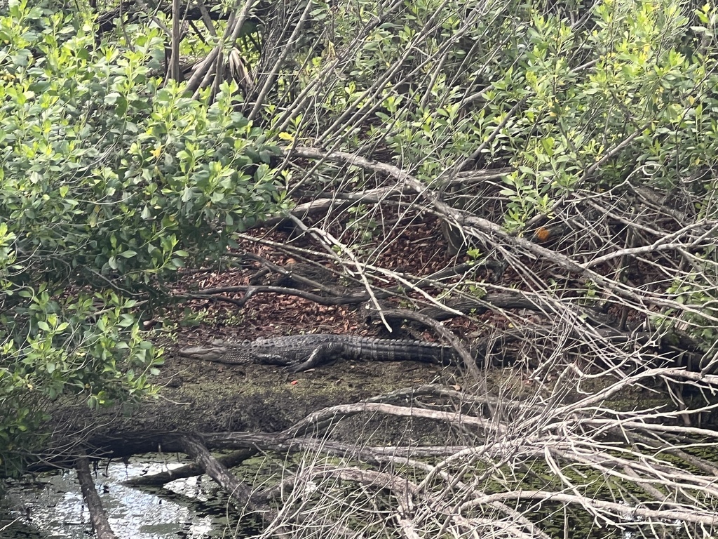 American Alligator from Amelia Island, Fernandina Beach, FL, US on 14 April, 2023 at 0309 PM by
