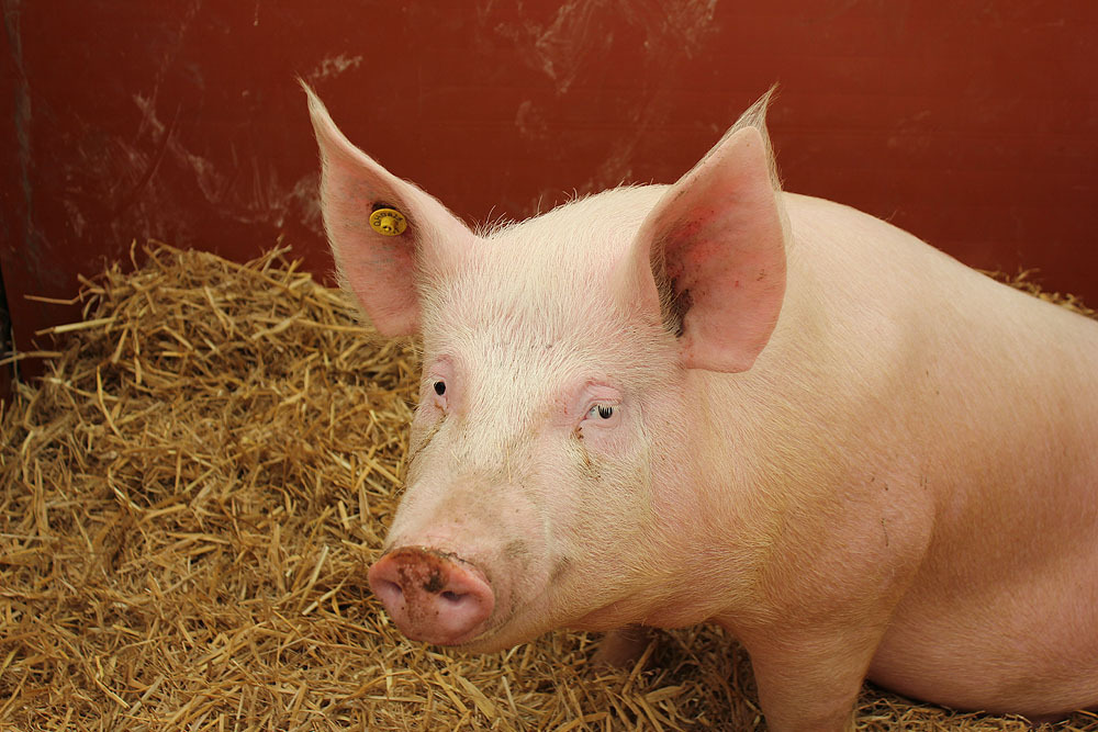 Sus Scrofa Domesticus, Amogus Wiki