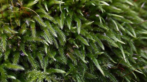 Japanese homalothecium moss (Homalothecium laevisetum)