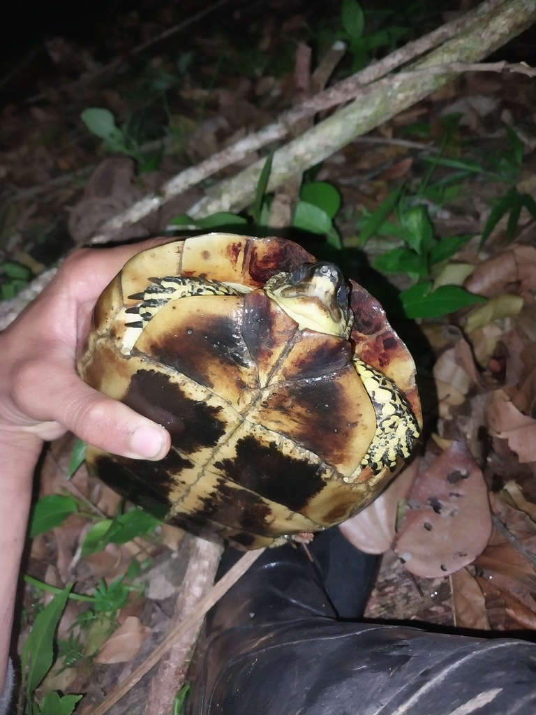 Spotted-legged Turtle from Princes Town Regional Corporation, Trinidad ...