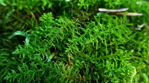 Bryonoguchia molkenboeri observed 2022-08-24