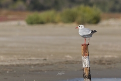 Chroicocephalus ridibundus