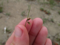 Cyperus subsquarrosus