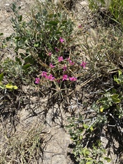 Portulaca kermesina image