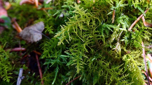 Bryonoguchia molkenboeri observed 2022-08-23