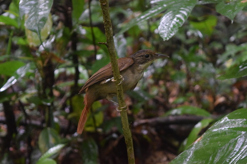 Olive-backed Foliage-gleaner (Automolus infuscatus)