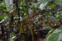 Olive-Backed Foliage-Gleaner photo 2