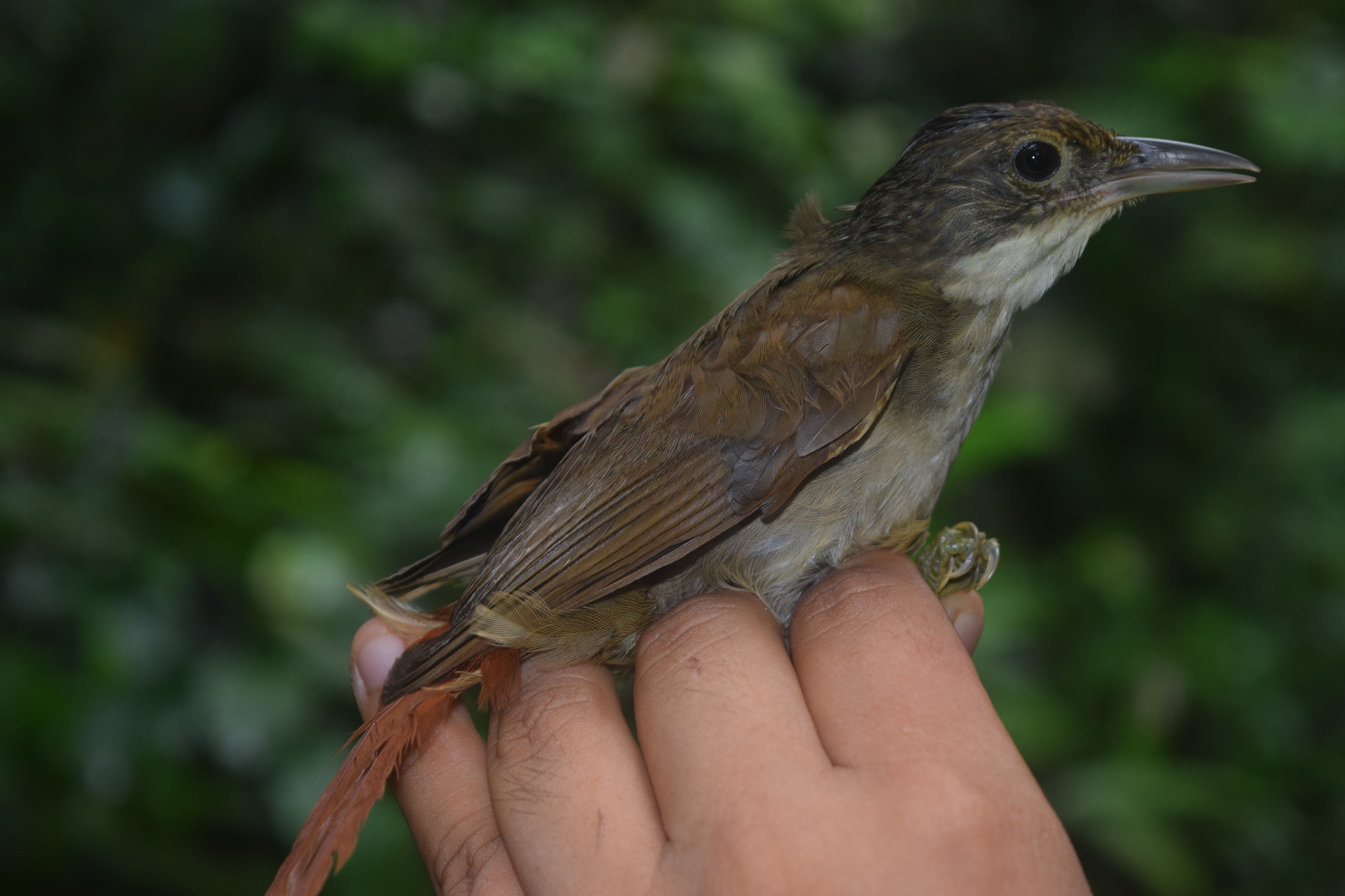 Olive-backed Foliage-gleaner (Automolus infuscatus), photo 2