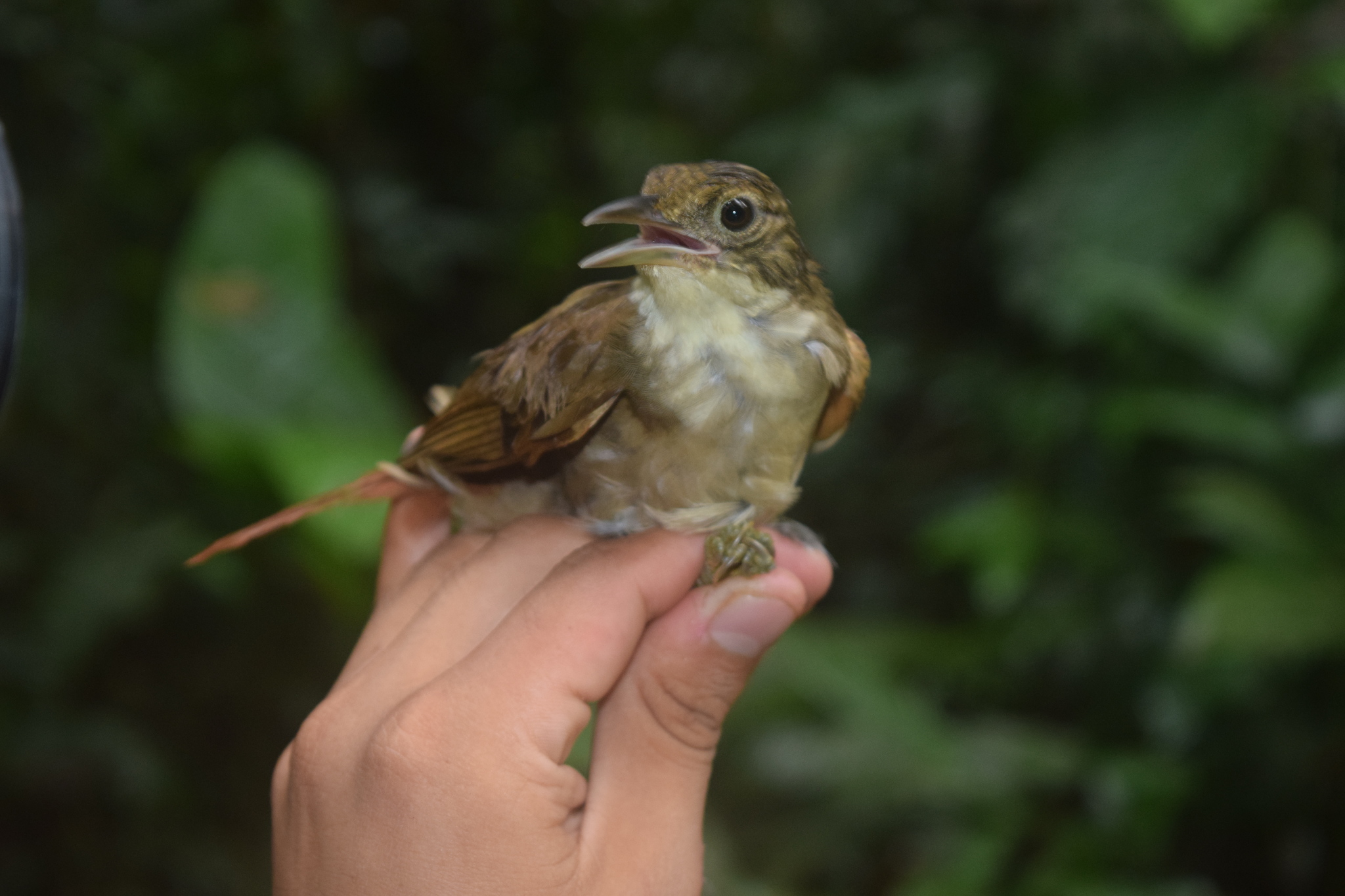 Olive-backed Foliage-gleaner (Automolus infuscatus), photo 3