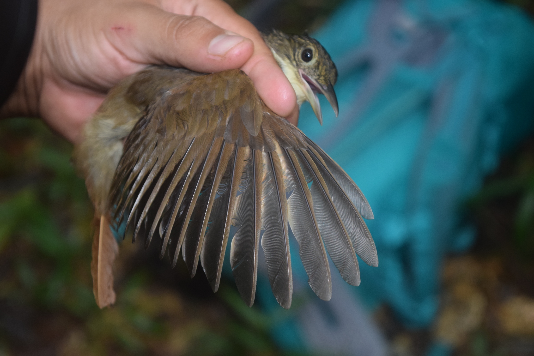 Olive-backed Foliage-gleaner (Automolus infuscatus), photo 4