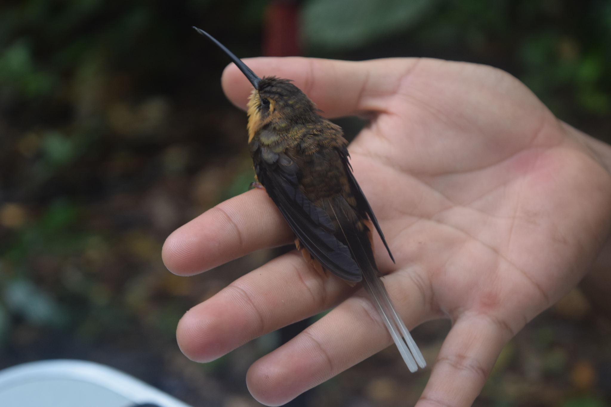 Needle-billed Hermit (Phaethornis philippii), photo 3