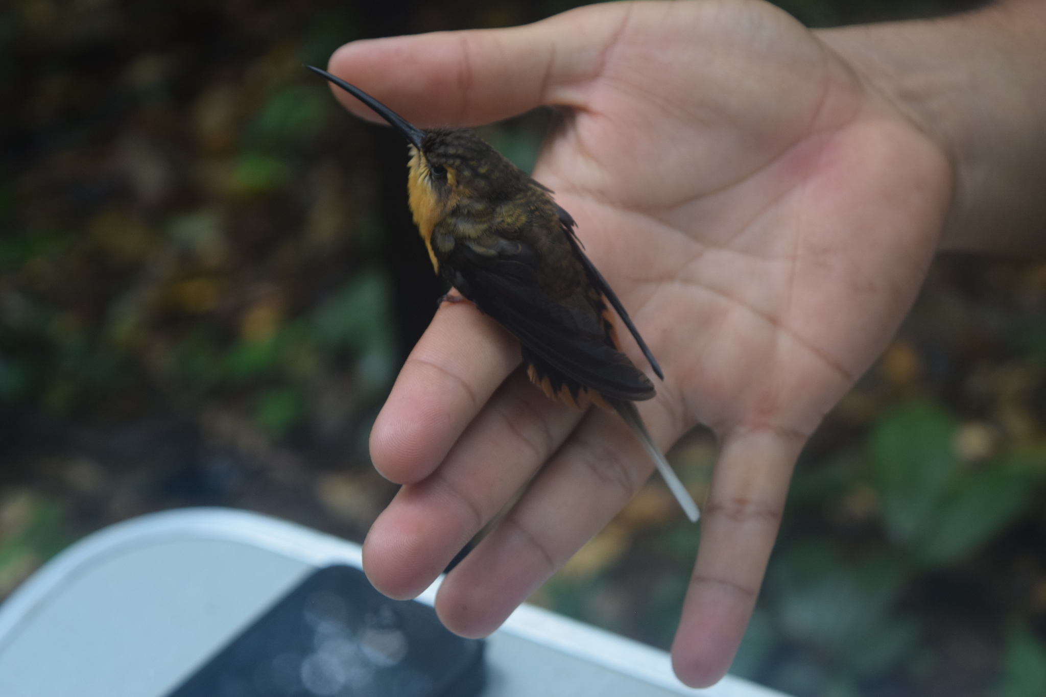 Needle-billed Hermit (Phaethornis philippii), photo 4