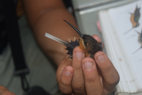 Needle-billed Hermit (Phaethornis philippii), photo 6
