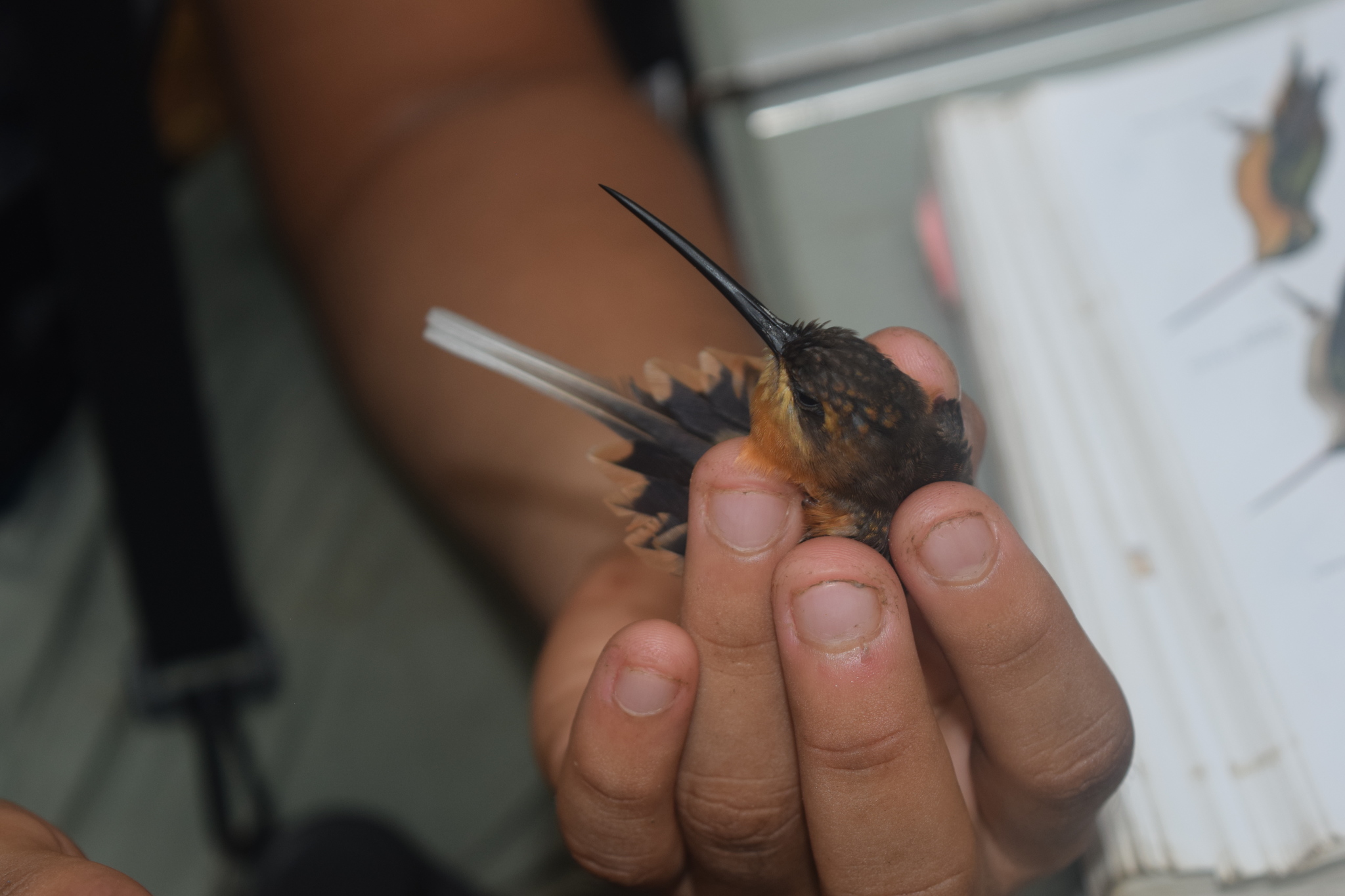 Needle-billed Hermit (Phaethornis philippii), photo 6
