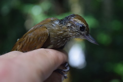 Wedge-Billed Woodcreeper photo 6
