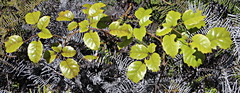 Rubus australis