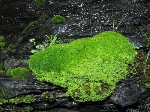 Anoectangium aestivum