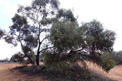 Eucalyptus socialis socialis