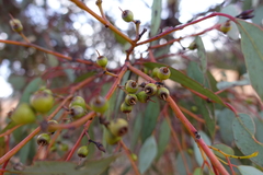 Eucalyptus socialis socialis