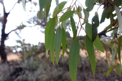 Eucalyptus socialis socialis