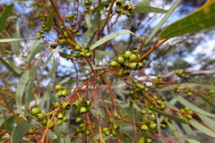 Eucalyptus socialis socialis