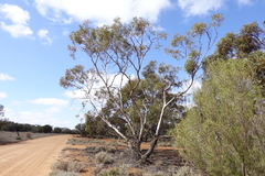 Eucalyptus socialis socialis
