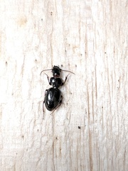 Cyclotrachelus laevipennis