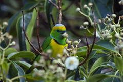 Golden-Browed Chlorophonia photo 3