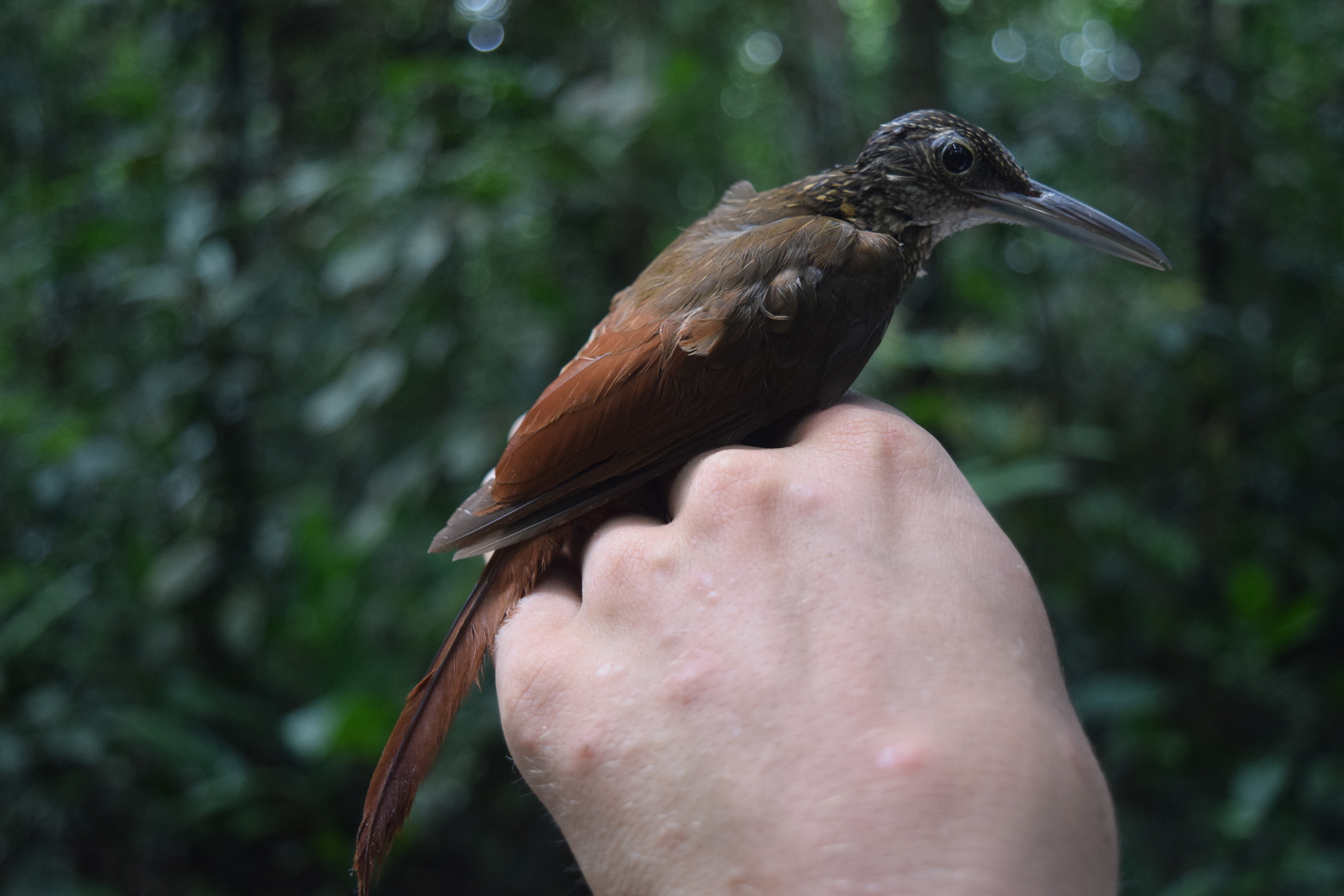 Elegant Woodcreeper (Xiphorhynchus elegans), photo 5
