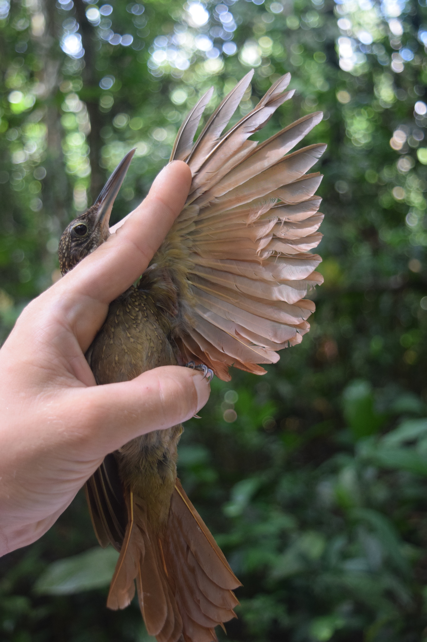 Elegant Woodcreeper (Xiphorhynchus elegans), photo 6