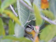 Coereba flaveola caboti