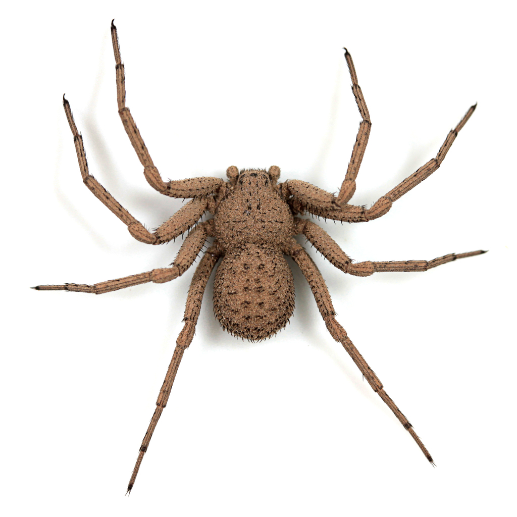 sicarius-mapuche-from-l-car-neuqu-n-argentina-on-february-22-2023-at