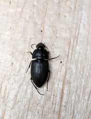 Anisodactylus haplomus